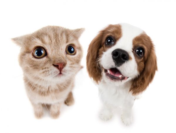 宠物猫狗图片图片素材