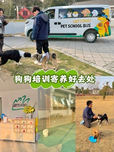 狗狗培训寄养就选这里[打勾]专业宠物学校