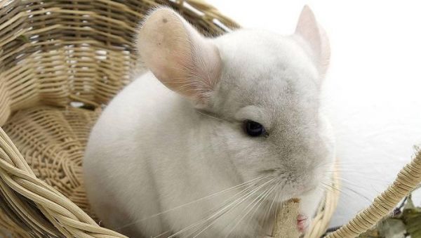 如何给龙猫涂色（从宠物性格到涂色技巧）