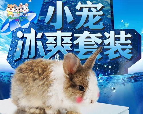 如何给龙猫涂色（从宠物性格到涂色技巧）