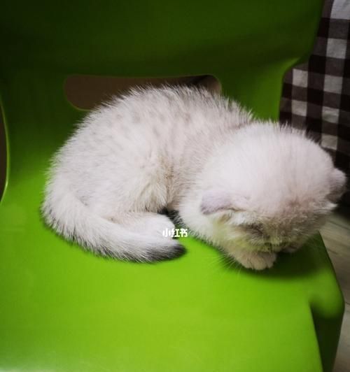 以刚驱虫完的猫咪可以洗澡吗？（解答猫咪洗澡的常见问题，）