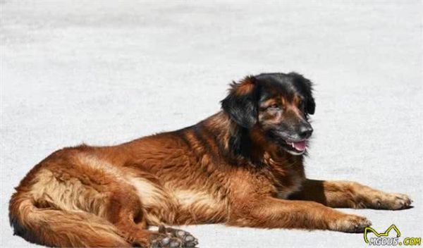 宠物犬饲养过程当中常见的3个问题及改良措施