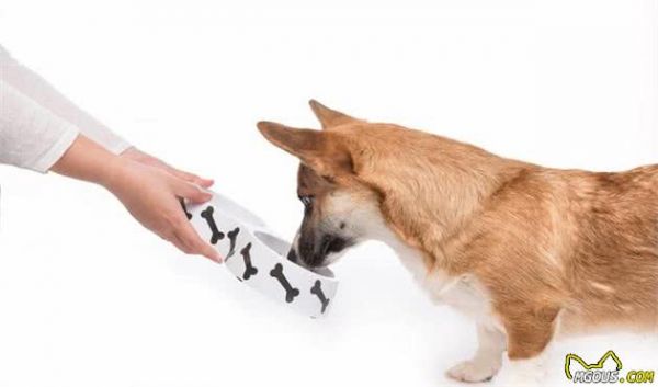 宠物犬饲养过程当中常见的3个问题及改良措施