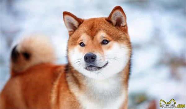 宠物犬饲养过程当中常见的3个问题及改良措施