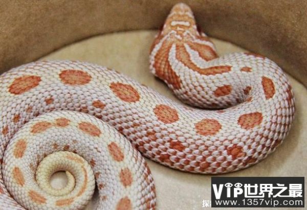 世界上最好饲养的十大宠物蛇 玉米蛇容易饲养(适应能力好)