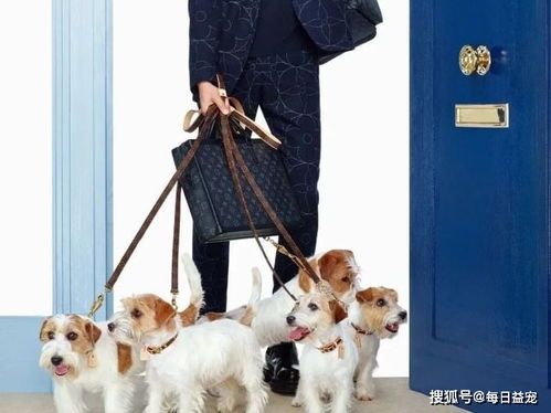 宠物动画大盘点：这些经典作品你一定不能错过？国内最受欢迎的宠物动画排行榜