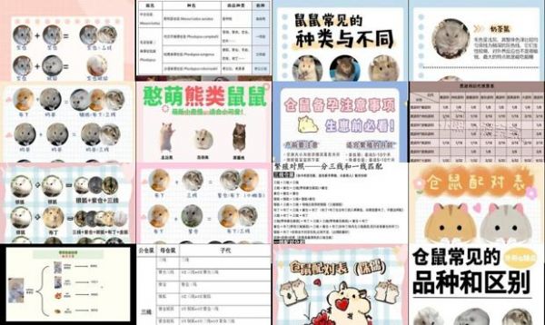 熊类仓鼠繁殖配对表