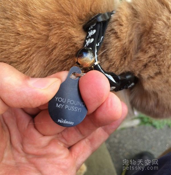 宠物名牌原来可以这么搞笑 捡到的人肯定满头黑线