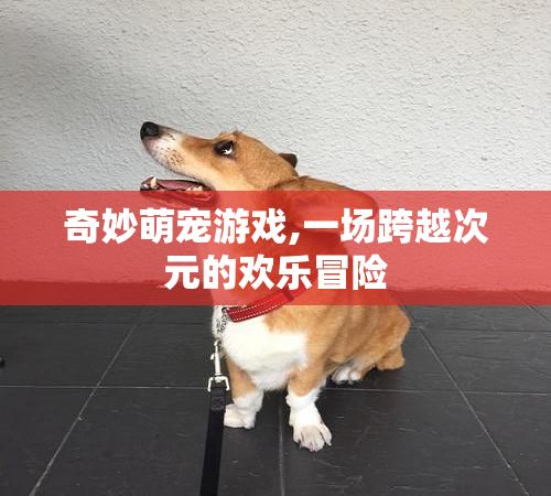奇妙萌宠游戏,一场跨越次元的欢乐冒险