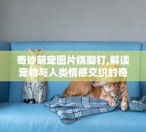 奇妙萌宠图片挠脚钉,解读宠物与人类情感交织的奇妙纽带