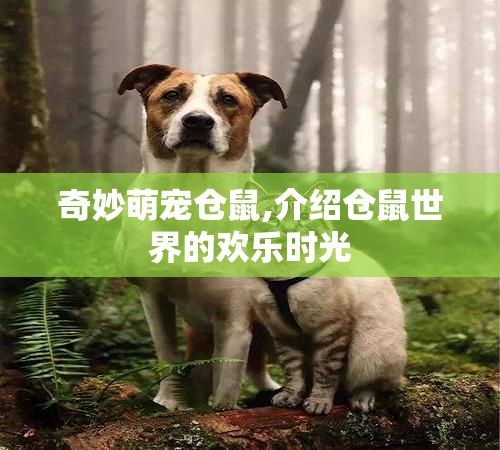 奇妙萌宠仓鼠,介绍仓鼠世界的欢乐时光