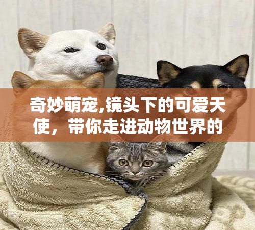 奇妙萌宠,镜头下的可爱天使,带你走进动物世界的温暖角落