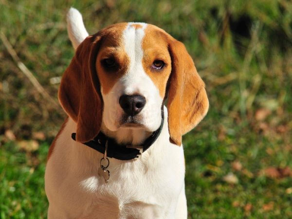 小型犬的智能宠物项圈：宠物运动量监测，健康生活的新伙伴