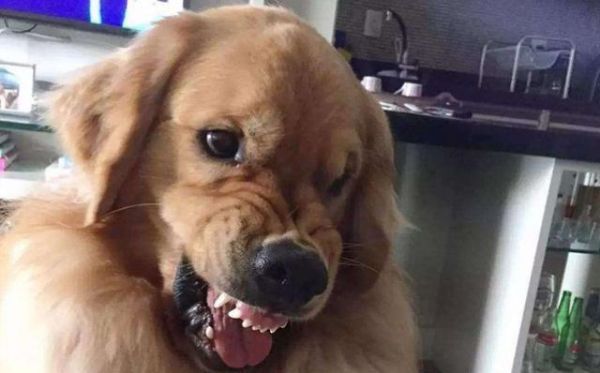 狗狗的疲劳信号与解决方法（了解宠物狗疲劳的迹象，让它们健康快乐生活）