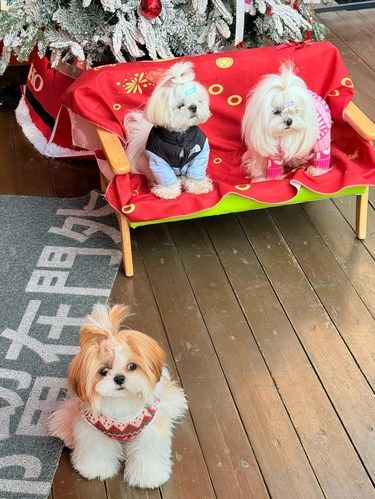 原来东莞也有！宠物友好新春主题咖啡店