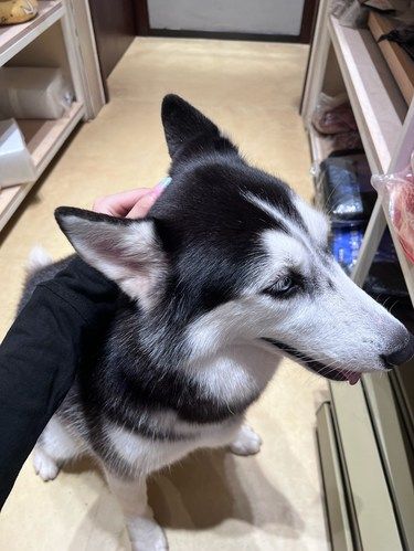 厚街富人区豪横版遛狗遛猫的宠咖