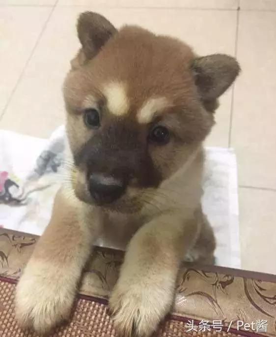 宠物店老板救助中华田园犬，白送都没有人想养