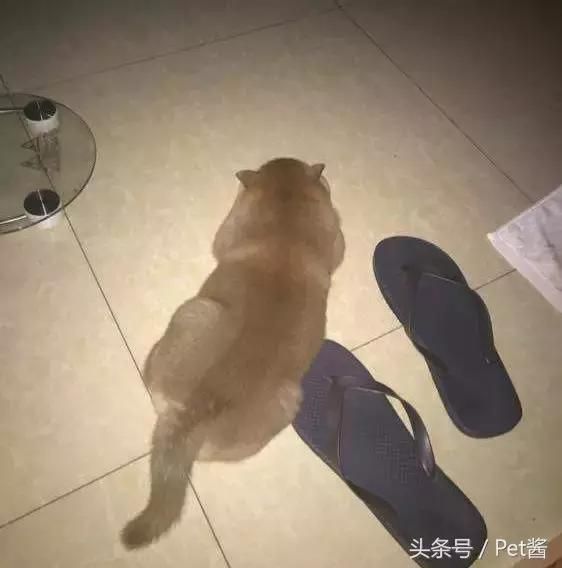 宠物店老板救助中华田园犬，白送都没有人想养