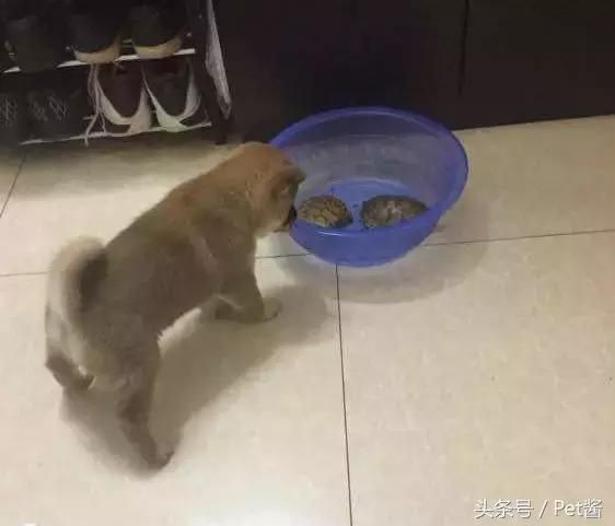 宠物店老板救助中华田园犬，白送都没有人想养