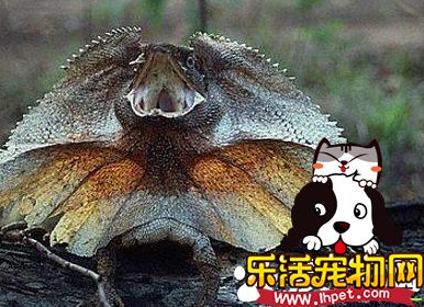 伞蜥价格 一般都在800到1500元的范围内