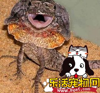 伞蜥价格 一般都在800到1500元的范围内