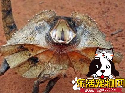 伞蜥价格 一般都在800到1500元的范围内