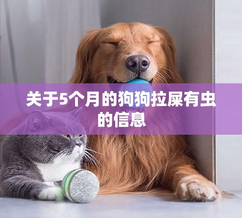 关于5个月的狗狗拉屎有虫的信息
