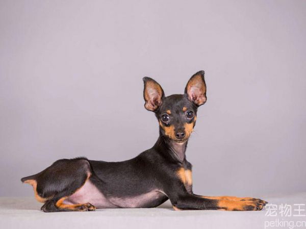 小鹿犬图片