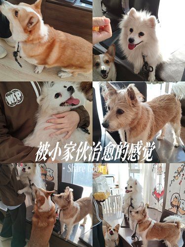 北京路这个超级隐蔽的狗咖也太治愈了吧？！