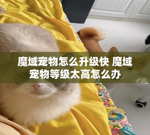 魔域宠物怎么升级快 魔域宠物等级太高怎么办