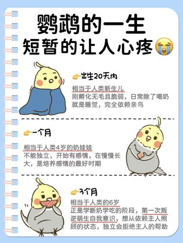 鹦鹉的一生很短暂的 好好珍惜和它在一起的时间