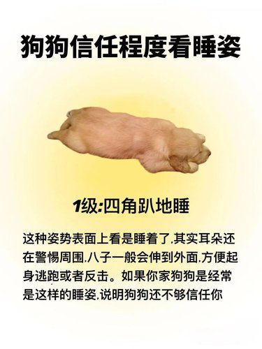 从狗狗的睡姿，就能判断对你的信任程度！