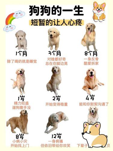 狗狗与我们的年龄对比，让我们更了解他！