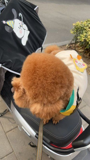 宠物洗澡记