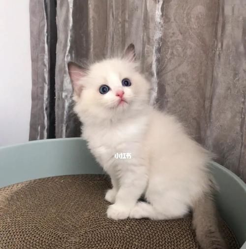 三个多月的布偶猫为何不粘人（探究布偶猫性格与社交能力的短板）
