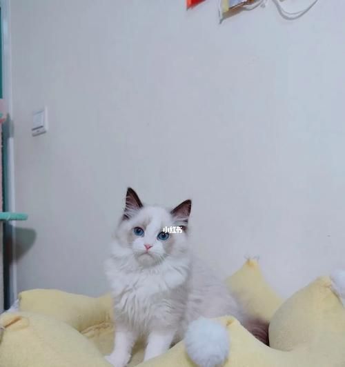 三个多月的布偶猫为何不粘人（探究布偶猫性格与社交能力的短板）