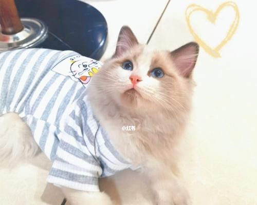 三个多月的布偶猫为何不粘人（探究布偶猫性格与社交能力的短板）