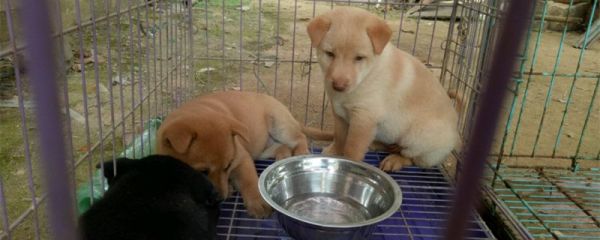 肉狗是什么狗，肉狗的品种特点