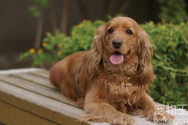 可卡犬