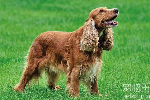 可卡犬喂养