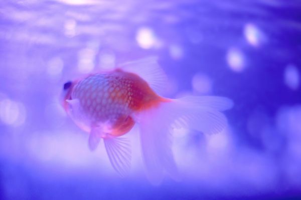 鱼缸水泵保养用什么润滑剂：鱼缸水泵清洗视频教程 鱼缸水泵 第1张