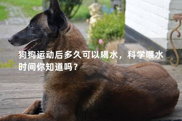狗狗运动后多久可以喝水，科学喂水时间你知道吗？