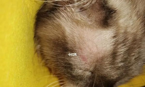 四个月小猫掉毛怎么办（宠物爱好者必看）