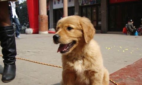 狗狗剖腹产要多少钱