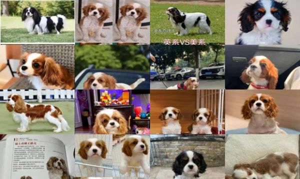 查理王小猎犬成年后多大