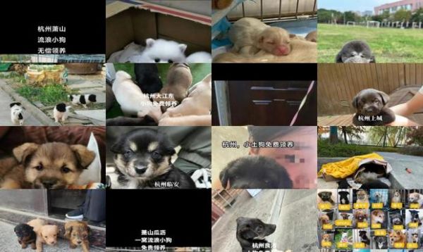 杭州免费领养狗狗