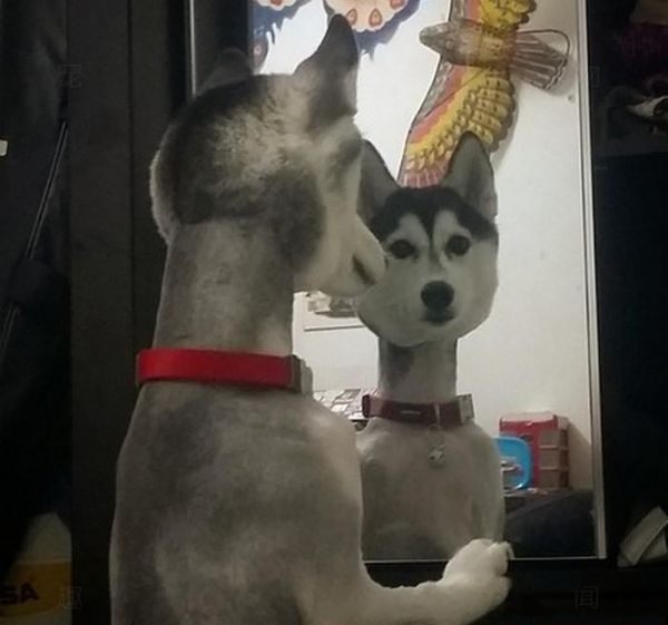 6只被主人带去剃毛的宠物, 哈士奇一照镜子就崩溃, 柴犬被气哭!