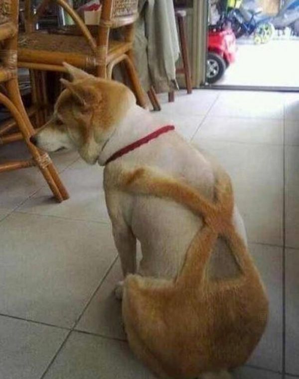 6只被主人带去剃毛的宠物, 哈士奇一照镜子就崩溃, 柴犬被气哭!