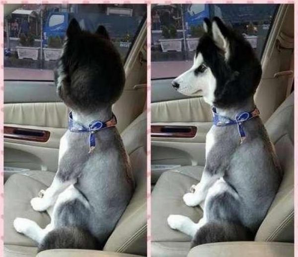 6只被主人带去剃毛的宠物, 哈士奇一照镜子就崩溃, 柴犬被气哭!