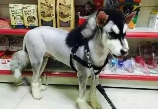 6只被主人带去剃毛的宠物, 哈士奇一照镜子就崩溃, 柴犬被气哭!